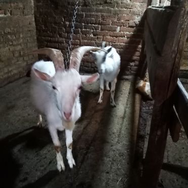 Продам коз