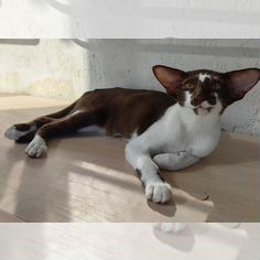 Ориентальный котёнок