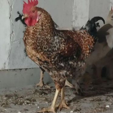 Продам петушков