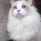 Рэгдолл, кот вязка
