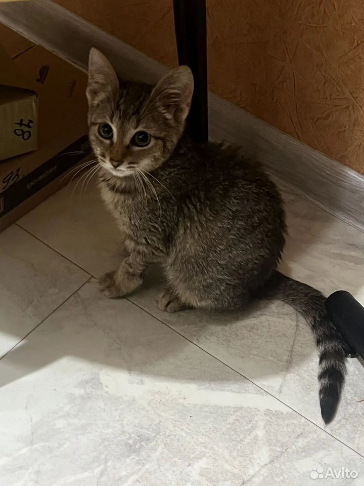 Котёнок в добрые руки, Дзержинск