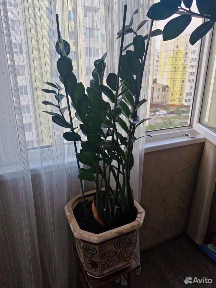 Замиокулькас, Астрахань