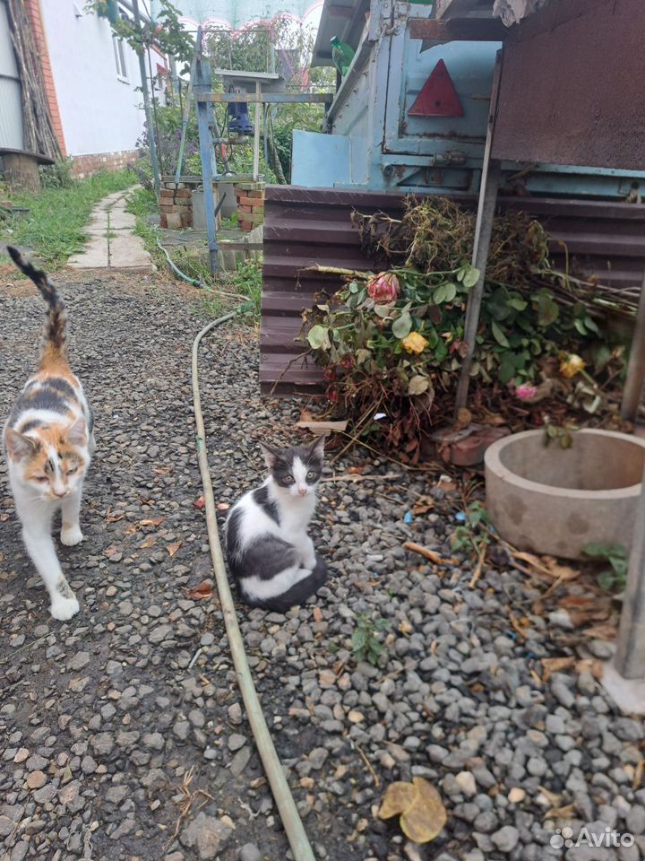 Котёнок в добрые руки, Краснодар