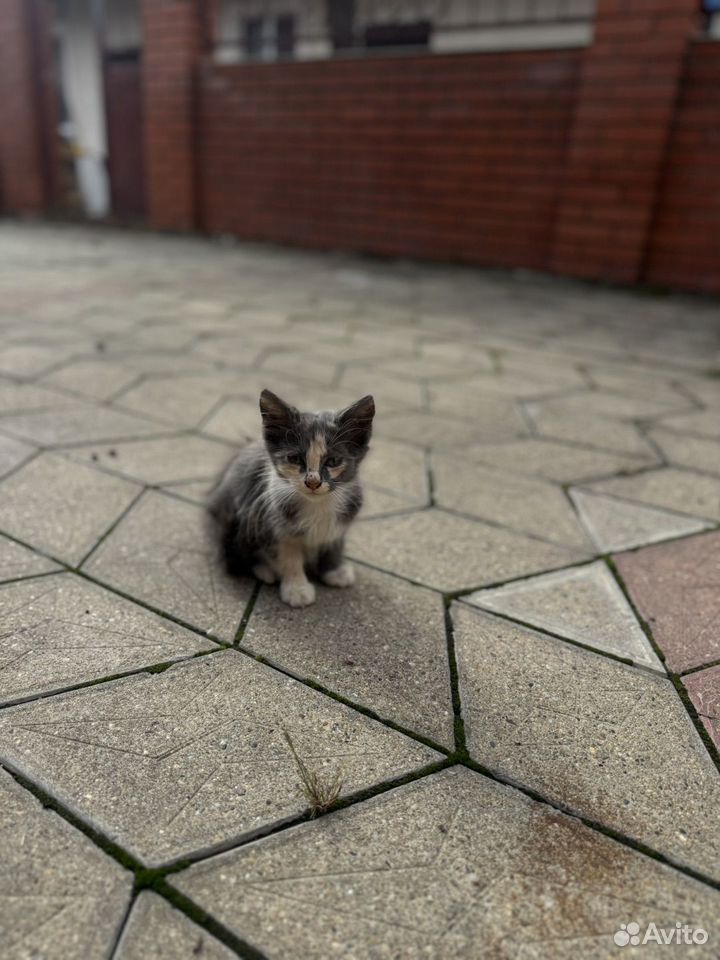 Котёнок в добрые руки, Краснодар