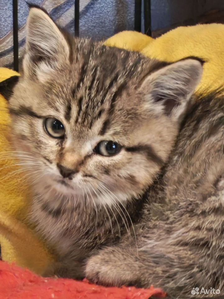 Котёнок в добрые руки, Тюмень