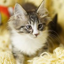 Сибирский котёнок, Белгород