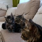 Курильский бобтейл длинношёрстный котёнок