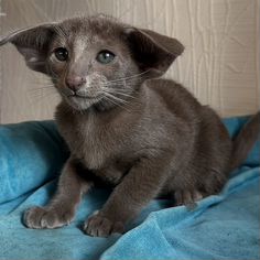 Ориентальный котёнок