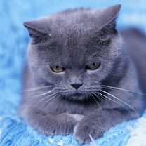 Британская короткошёрстная, взрослая кошка, Белгород