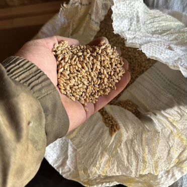 Пшеница продам