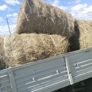 Продам сено в рулонах