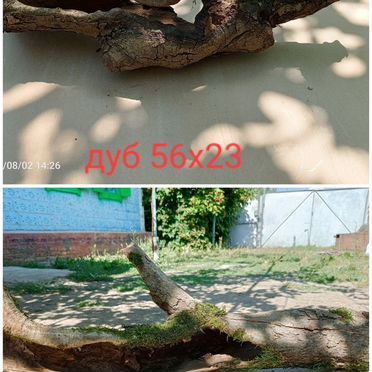 Коряги дуб, клен, ясень