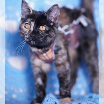 Британский короткошёрстный котёнок, Белгород
