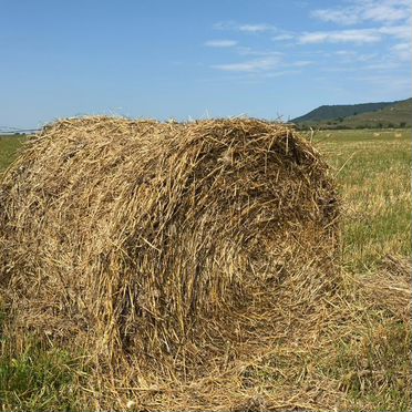 Сено солома