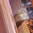 Шотландский вислоухий короткошёрстный кот, вязка