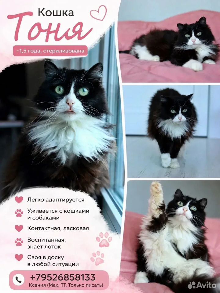Взрослая, кошка в добрые руки, Тюмень