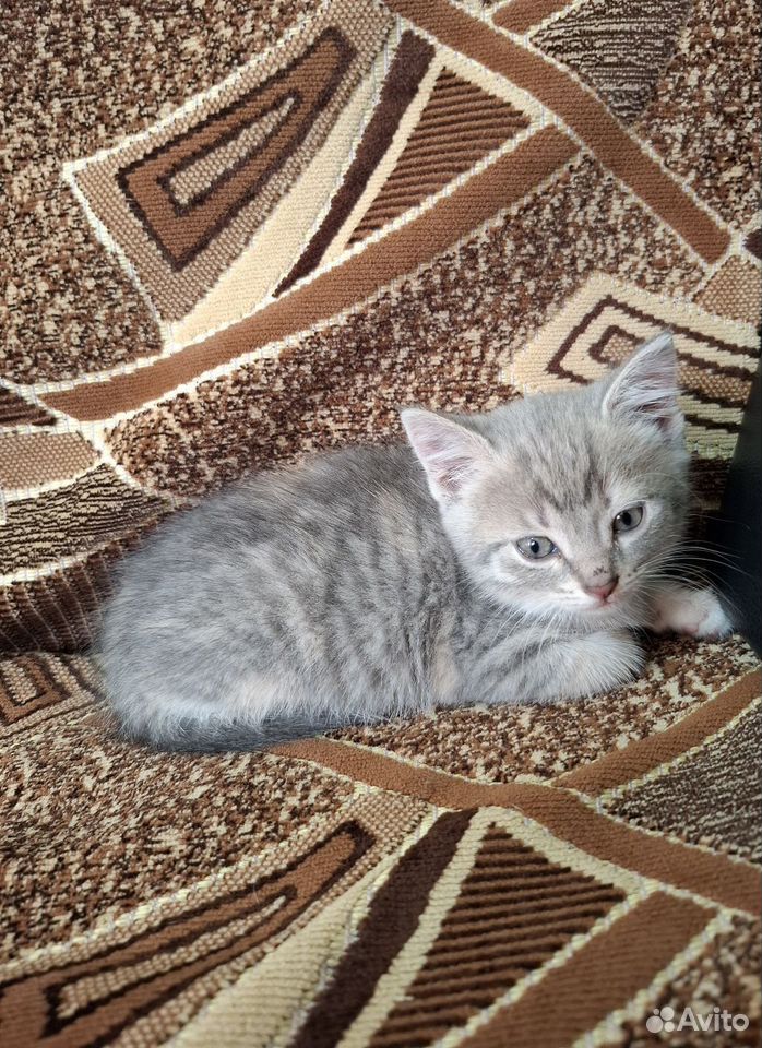 Котёнок в добрые руки, Липецк