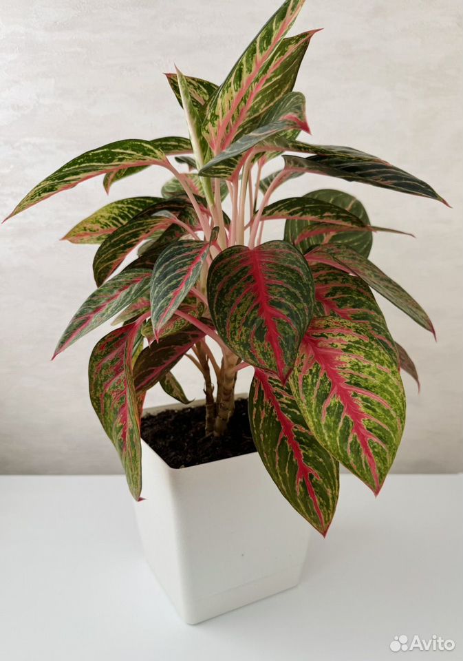 Аглаонема сорт «Red Emerald», Астрахань