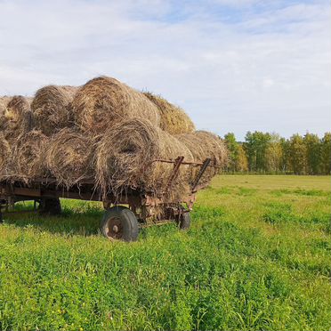 Продам сено в рулонах
