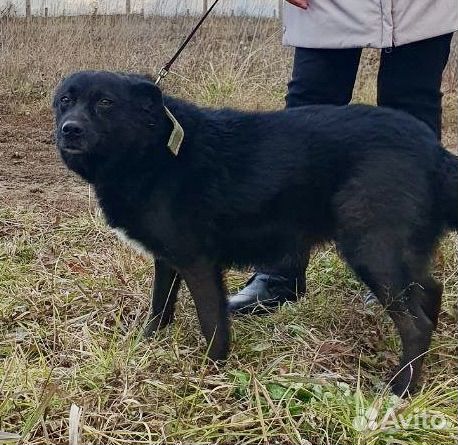 Взрослая собака в добрые руки, Иркутск