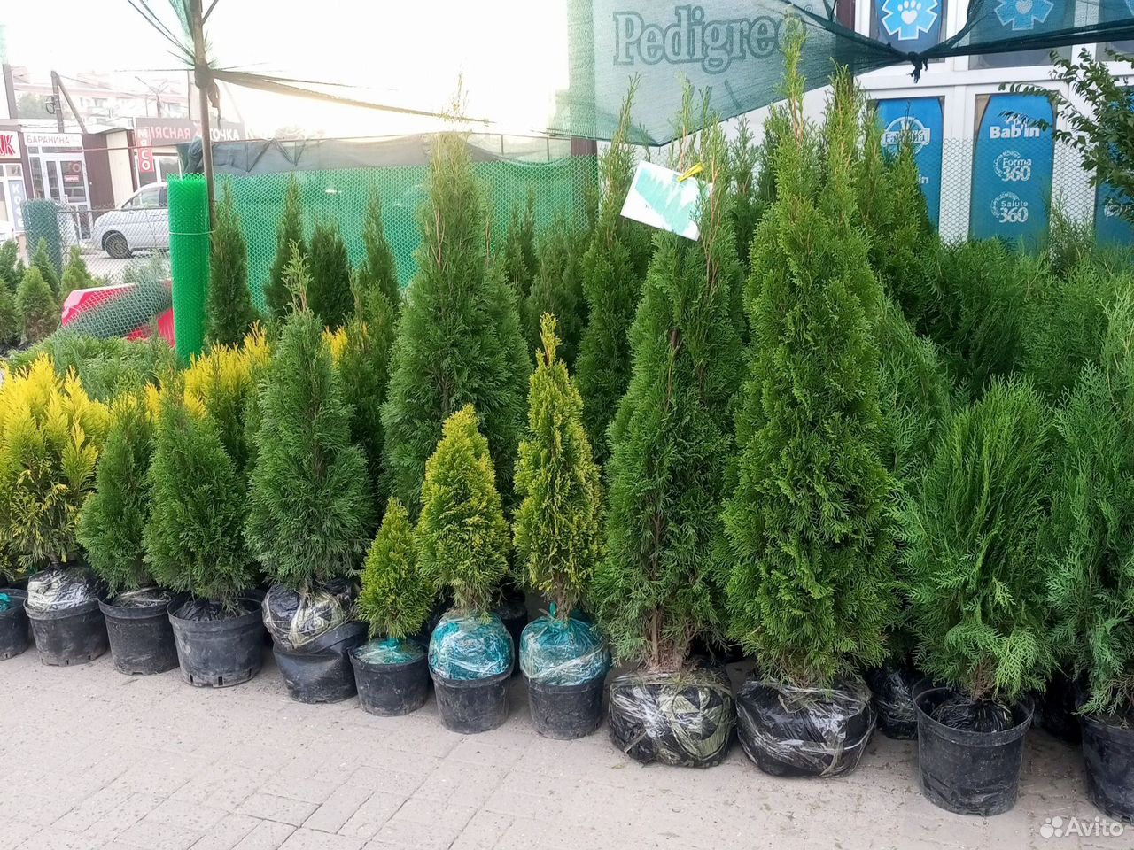 Туя глабоза, Астрахань