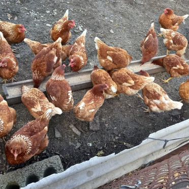 Куры несушки с доставкой