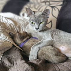 Европейская бурманская, взрослая кошка
