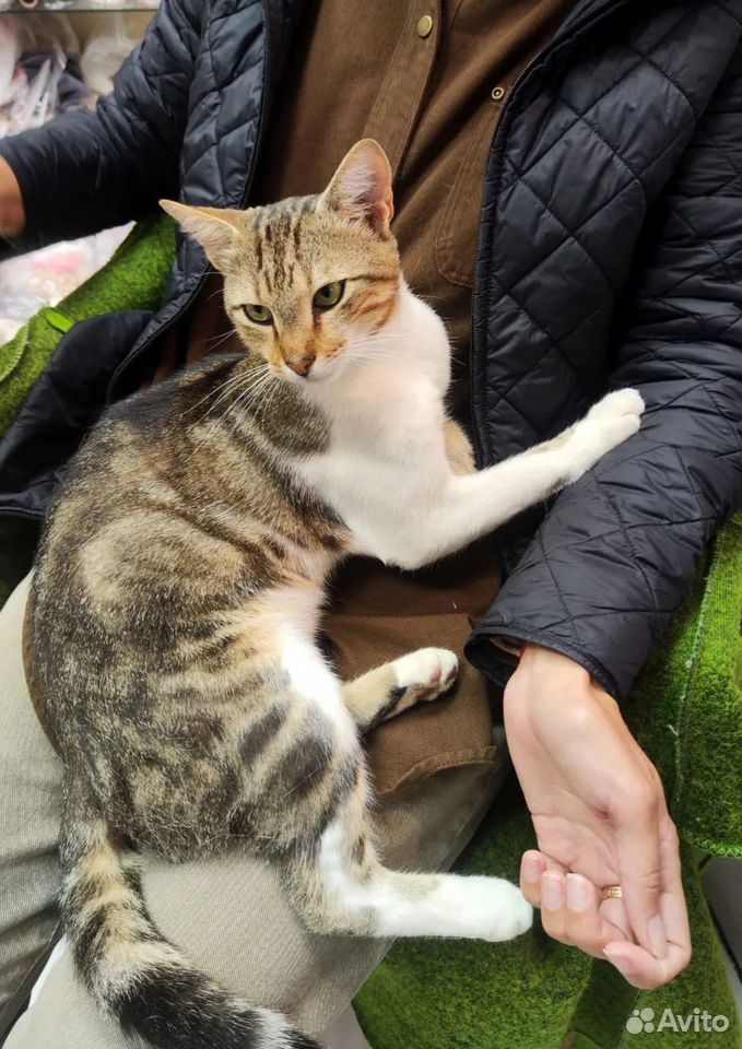 Котёнок в добрые руки, Краснодар