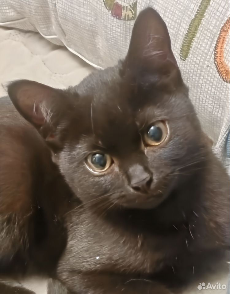 Котёнок в добрые руки, Череповец