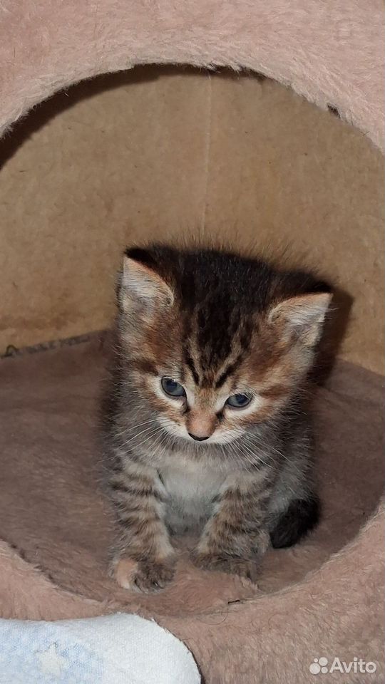 Котёнок в добрые руки, Томск