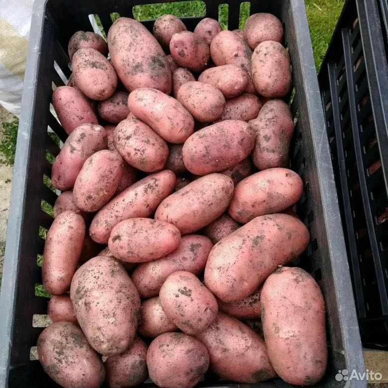 Продам картофель, Стародуб
