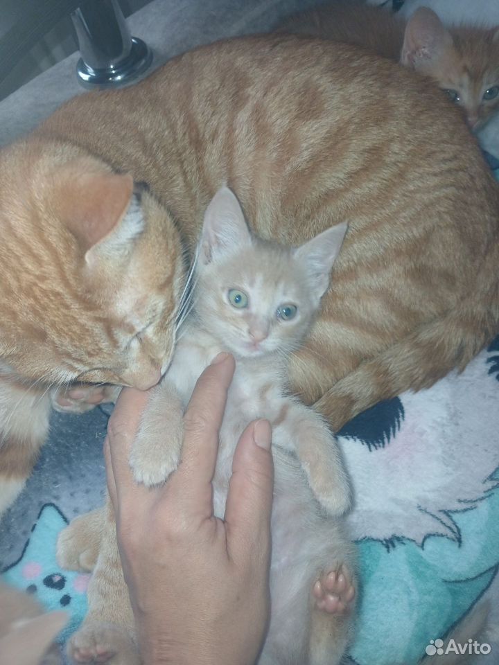 Котёнок в добрые руки, Краснодар