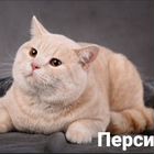 Шотландский прямоухий короткошёрстный кот, вязка