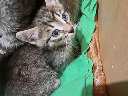 Котёнок в добрые руки, Жешарт