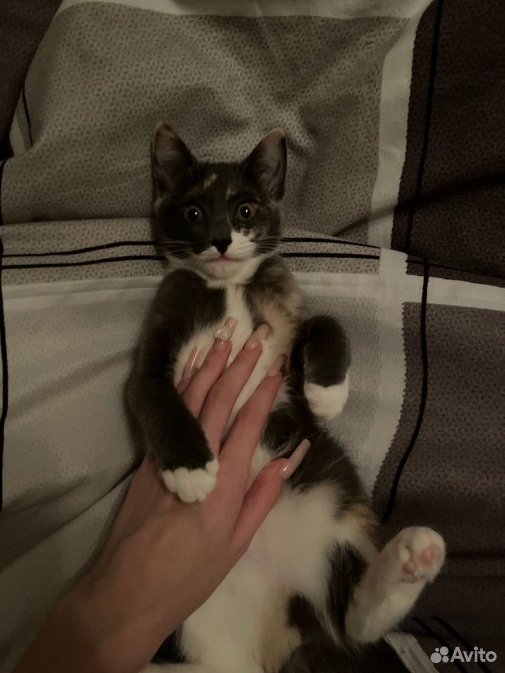 Котёнок в добрые руки, Тюмень