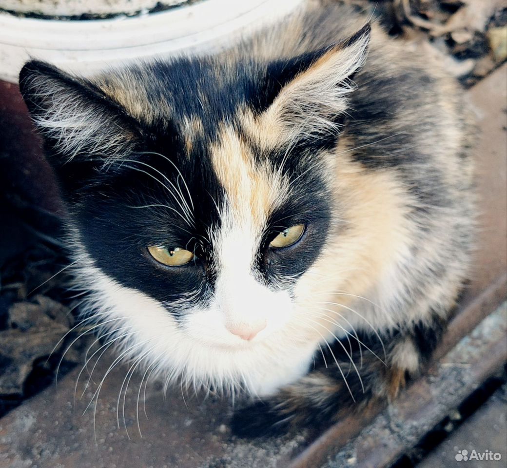 Котёнок в добрые руки, Тюмень