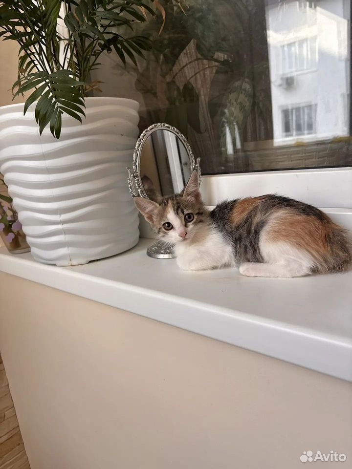 Котёнок в добрые руки, Краснодар