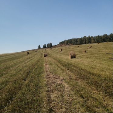Продажа сено в рулонах