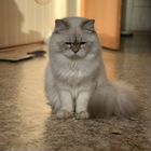 Шотландский прямоухий длинношёрстный кот, вязка