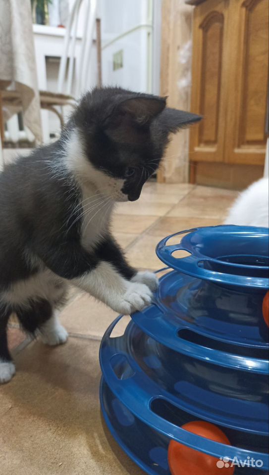 Котёнок в добрые руки, Краснодар