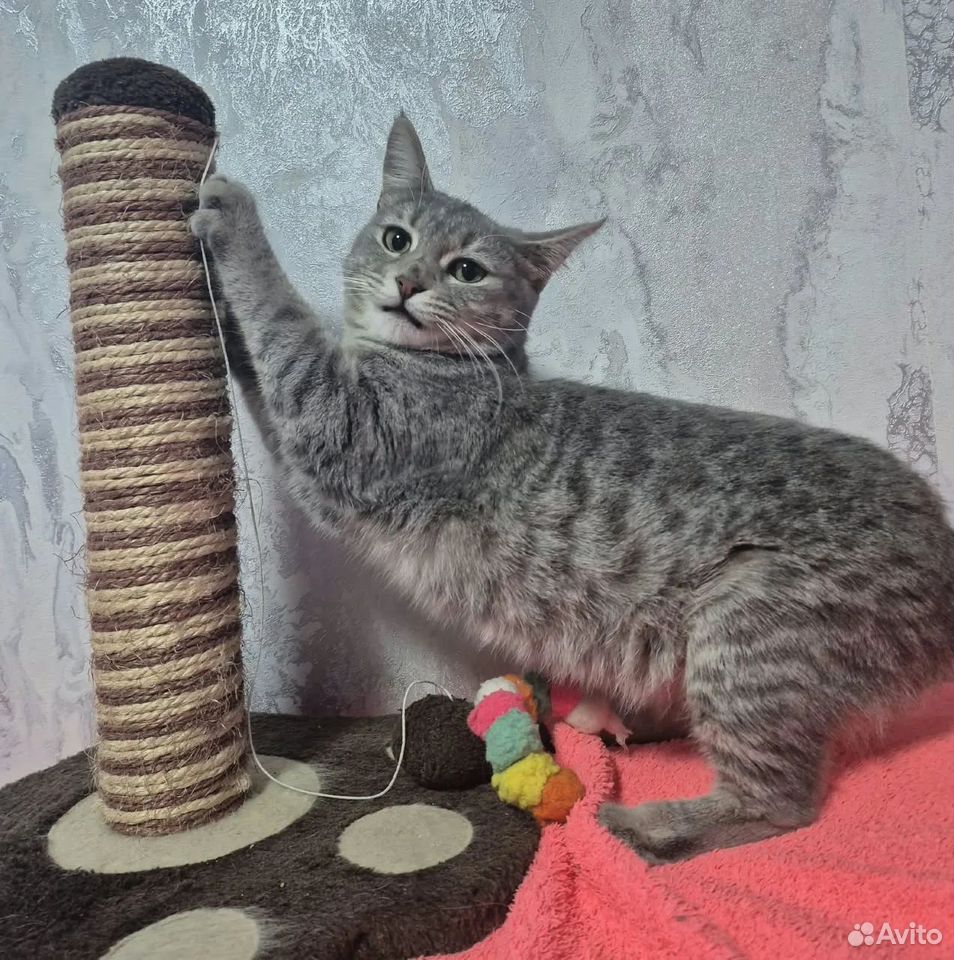 Котёнок в добрые руки, Краснодар